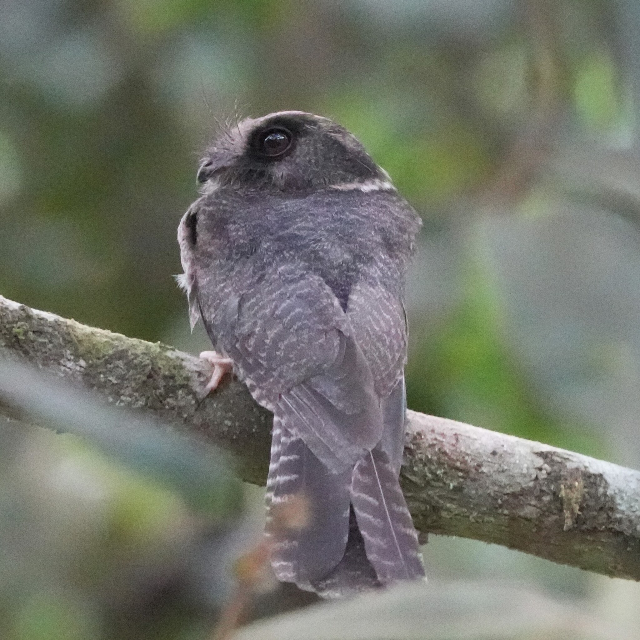 Barred Owlet-nightjar (Aegotheles bennettii), photo 4