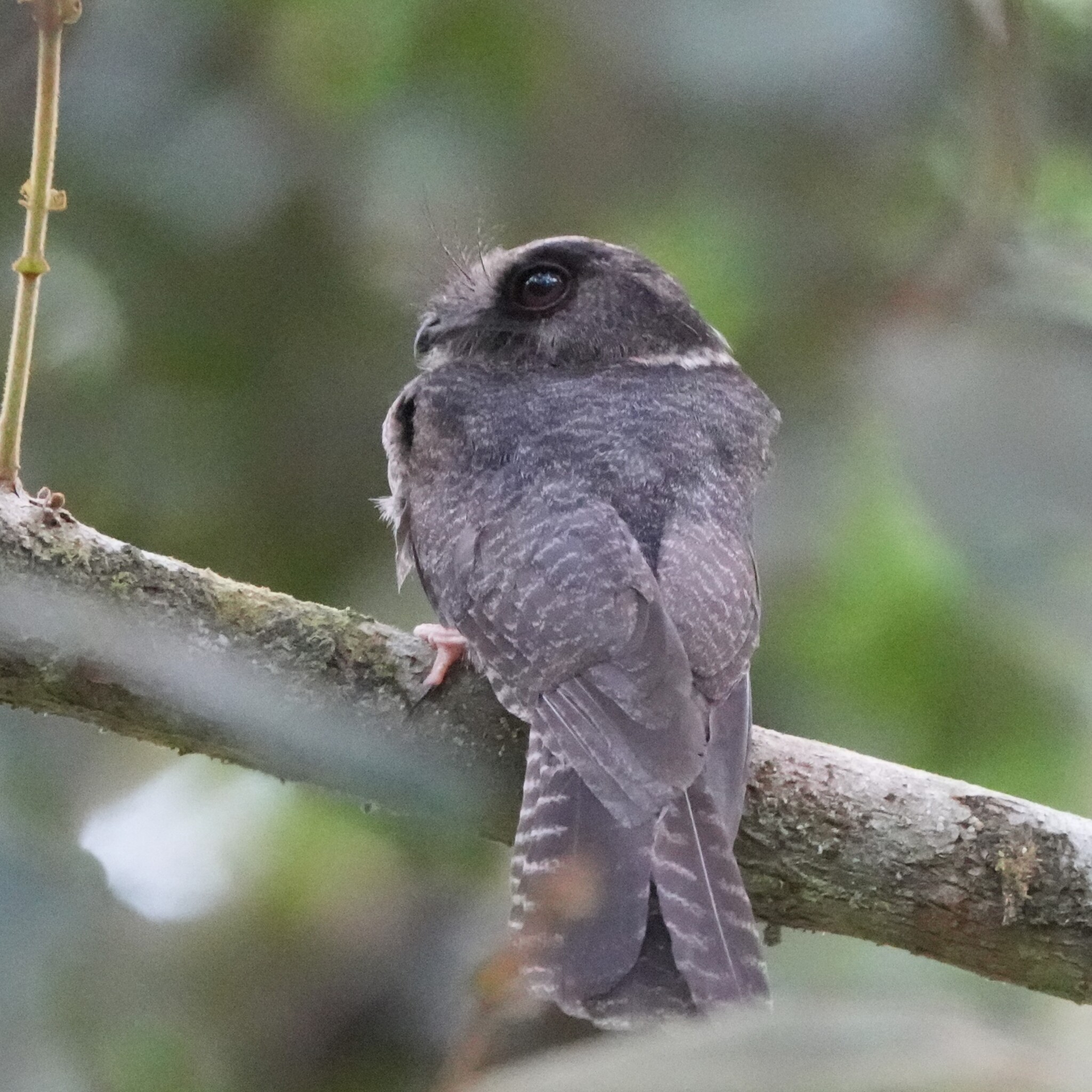 Barred Owlet-nightjar (Aegotheles bennettii), photo 3