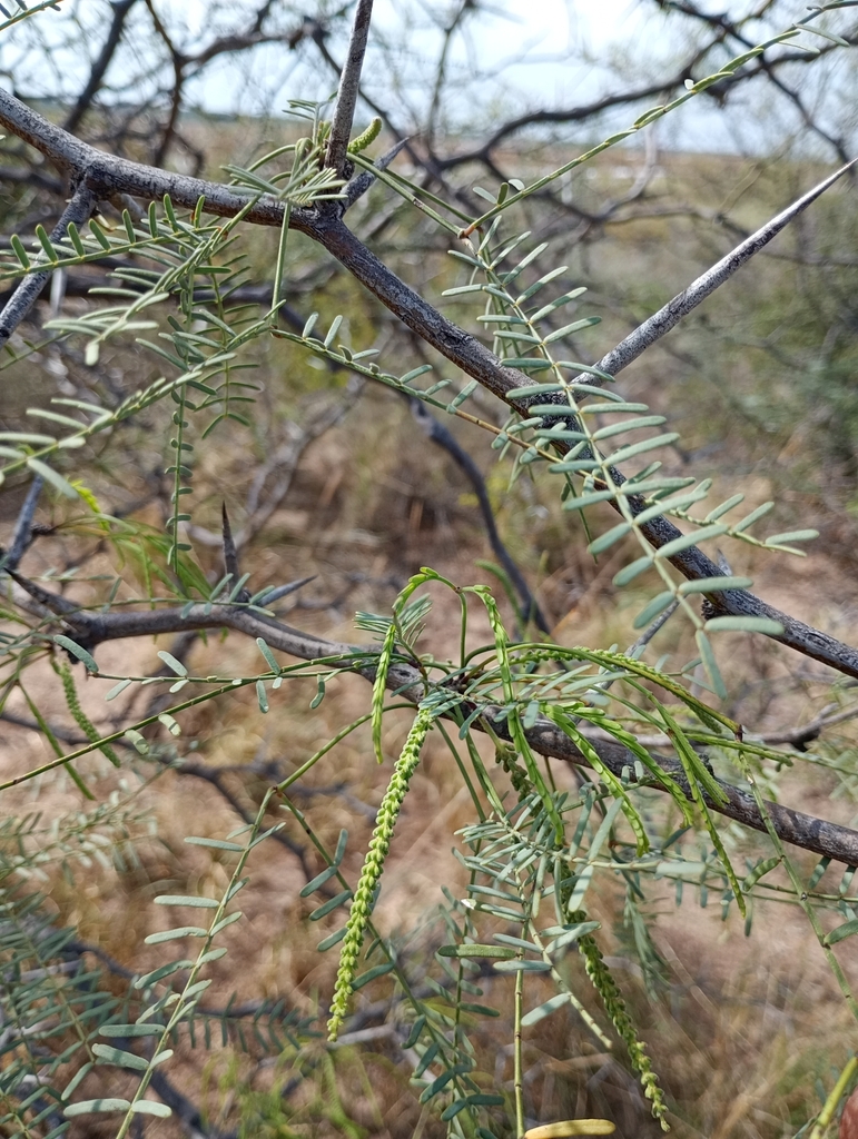 Prosopis pugionata Burkart 3