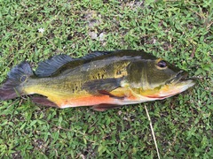 Cichla ocellaris