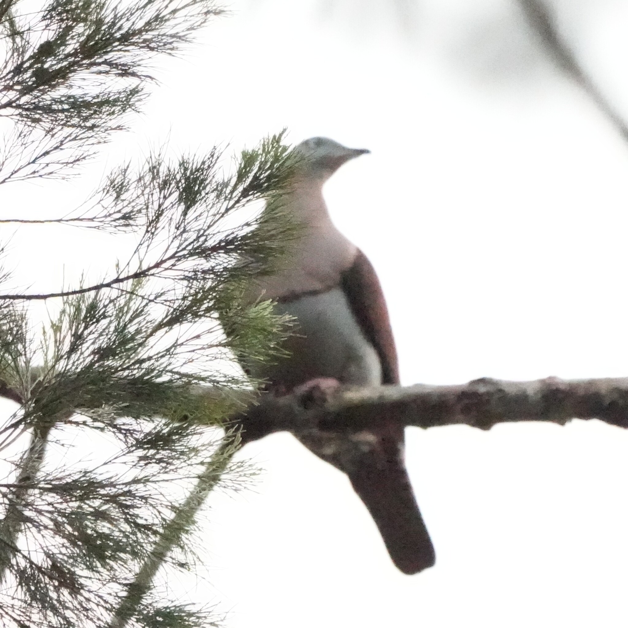 Zoe's Imperial Pigeon (Ducula zoeae), photo 2