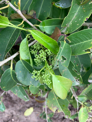 Ilex cymosa observed 2025-09-09