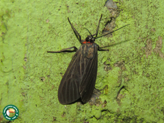 Episcepsis hypoleuca