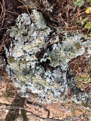 Parmelia serrana