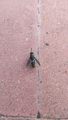 Hermetia illucens