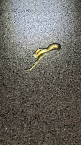 Water Python sighting