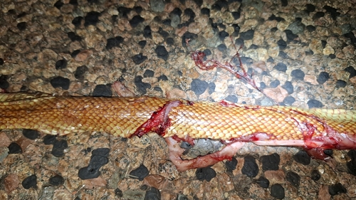 Mulga Snake sighting