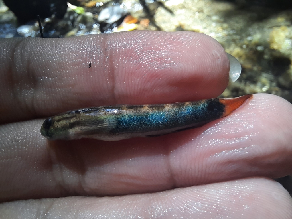 Bichique (Sicyopterus lagocephalus)