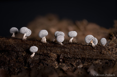 Physarum leucophaeum