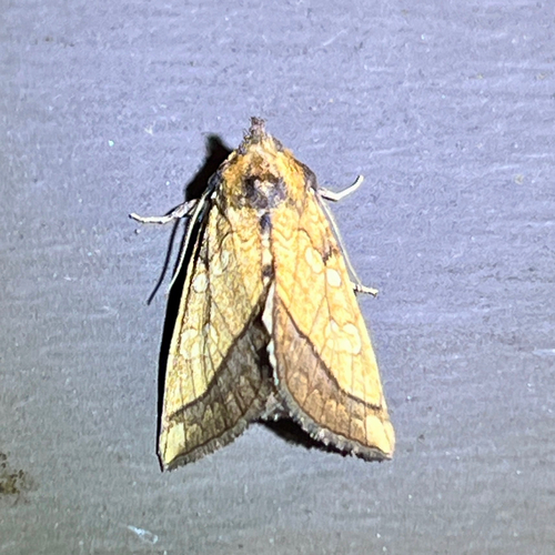 Joe-Pye Weed and Rigid Sunflower Borer Moths photo 5