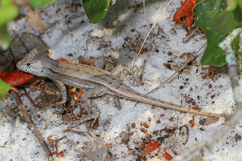 Florida Scrub Lizard