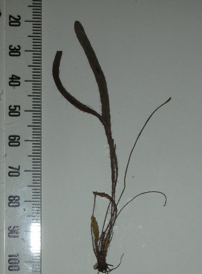 Oreogrammitis tuberculata