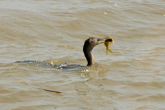 Pimelodus maculatus