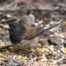 Point Pinos Oregon Junco - Photo (c) Kathleen L. Ryan, some rights reserved (CC BY-NC), uploaded by Kathleen L. Ryan