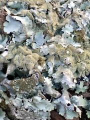 Parmelia serrana