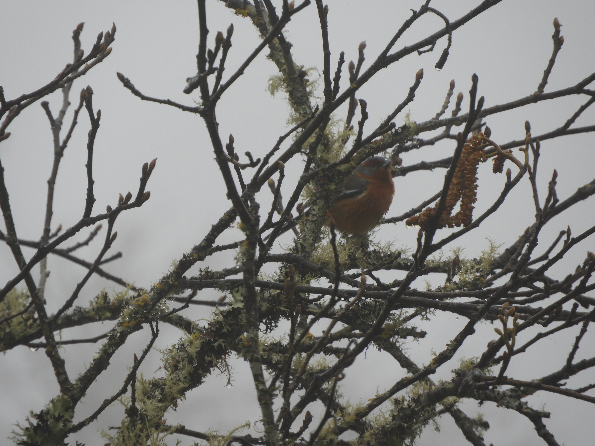 Rusty-browed Warbling Finch (Microspingus erythrophrys), photo 7