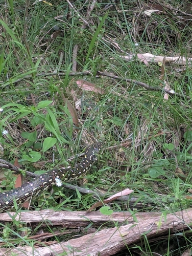 Diamond Python sighting