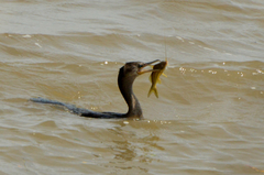 Pimelodus maculatus