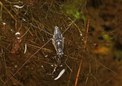 Neogerris hesione