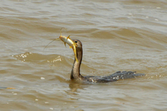 Pimelodus maculatus