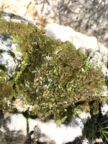 Xanthoparmelia pulla