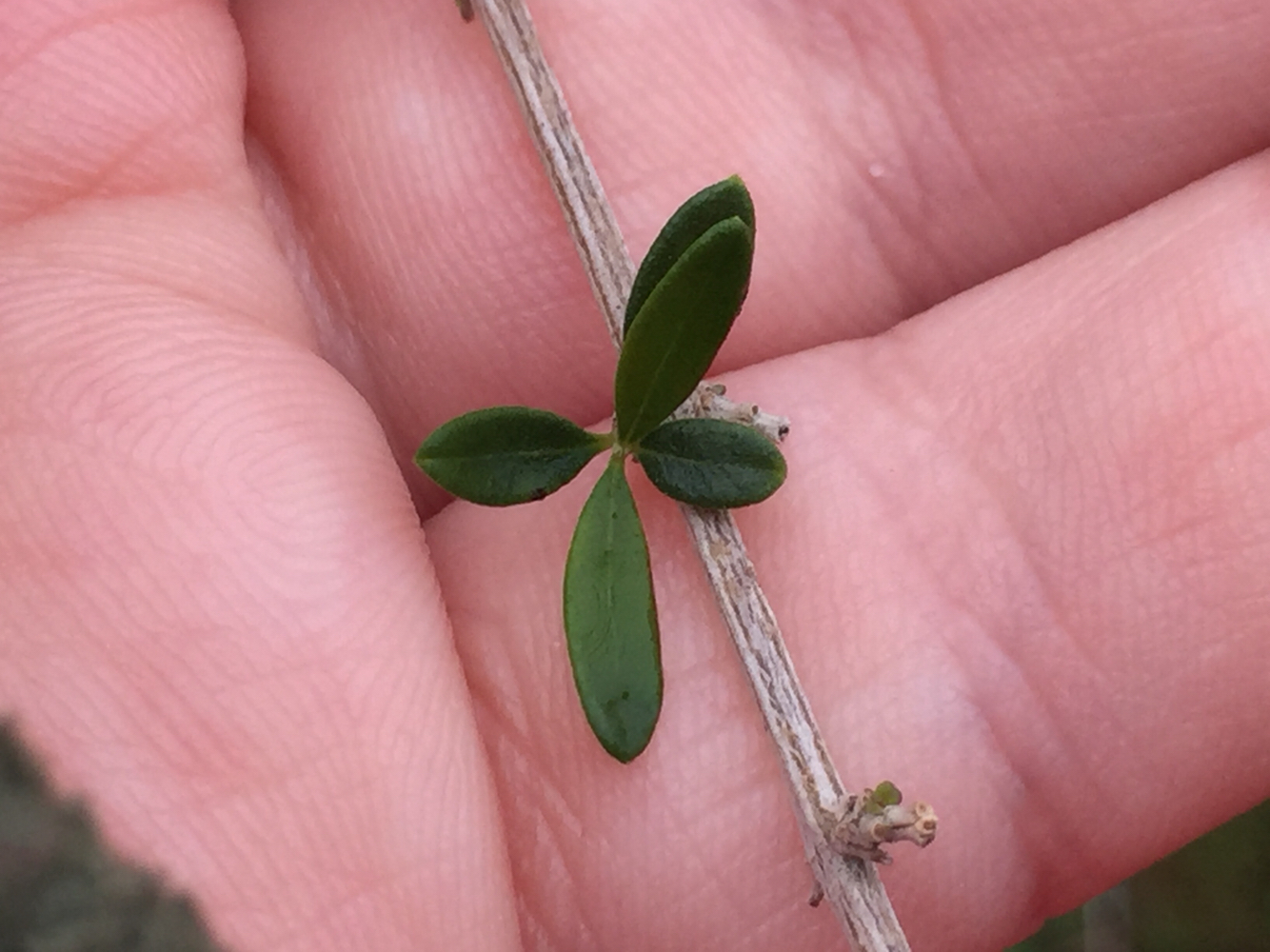 Aloysia gratissima var. schulziae