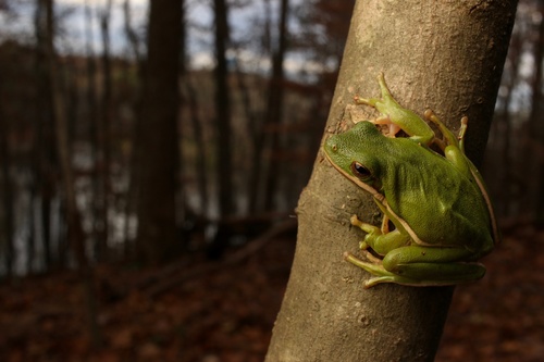 Green Treefrog, photo 6 of 10