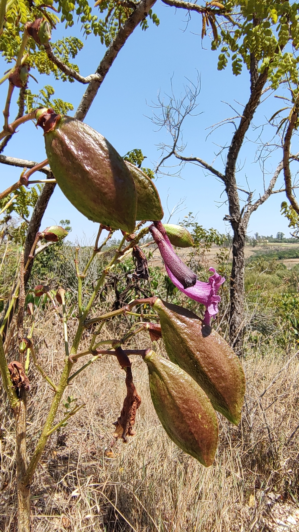 Jacaranda ulei