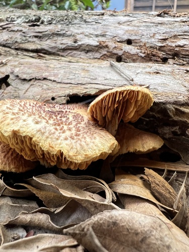 Gymnopilus dilepis