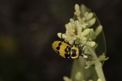 Chauliognathus tixieri