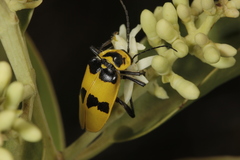 Chauliognathus tixieri