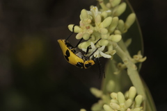 Chauliognathus tixieri