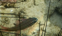 Ostorhinchus multilineatus