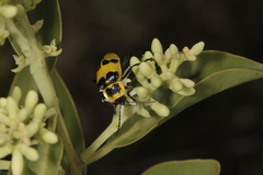 Chauliognathus tixieri