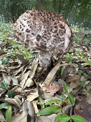 Amanita sculpta