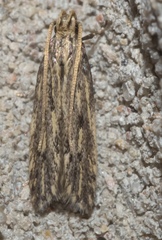 Spinitibia hodgesi