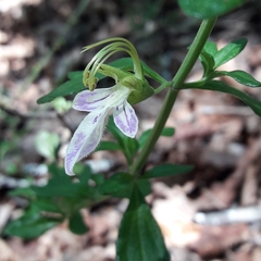 Teucrium bicolor
