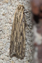 Spinitibia hodgesi