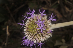 Chresta sphaerocephala