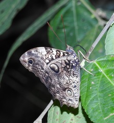 Opsiphanes quiteria