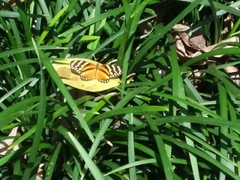 Eresia ithomioides alsina