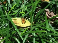 Eresia ithomioides alsina