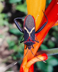 Leptoscelis tricolor