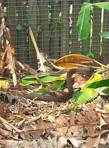 Australian Scrub Python sighting
