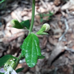 Teucrium bicolor