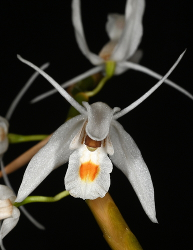 Coelogyne leucantha