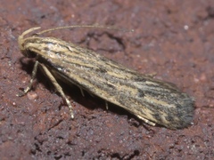 Spinitibia hodgesi