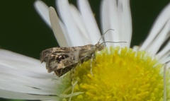 Tebenna gnaphaliella