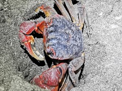 Neosarmatium meinerti