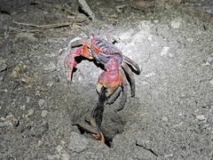 Neosarmatium meinerti